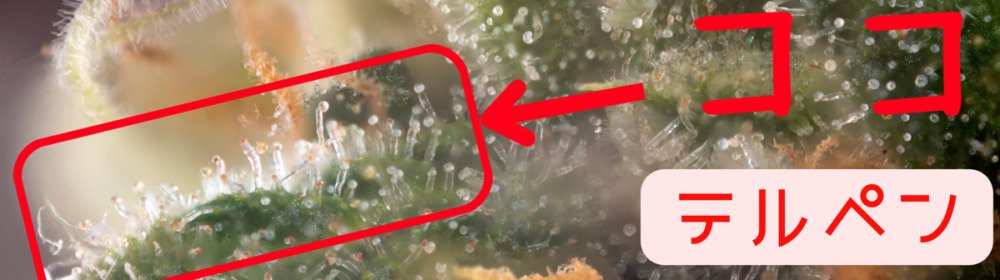 what-is-terpenes-28-pot420blog